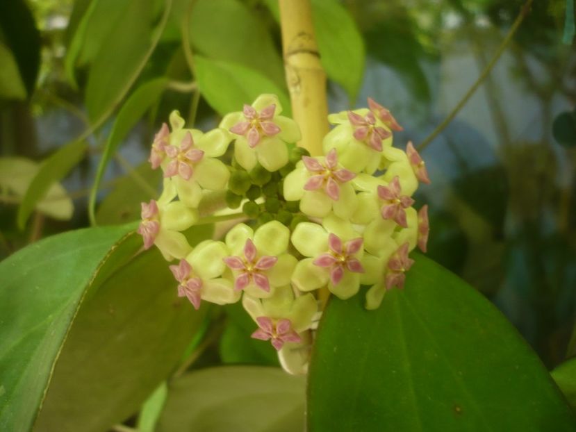 P1490634 - HOYA 2021-2