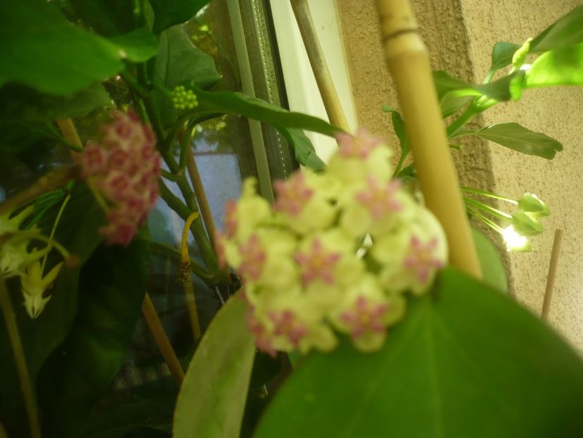 P1490636 - HOYA 2021-2
