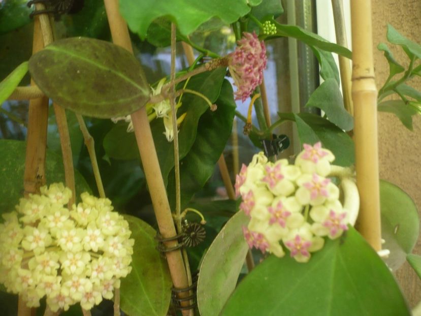 P1490637 - HOYA 2021-2