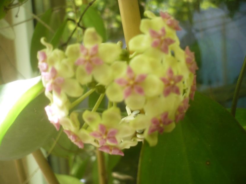 P1490598 - HOYA 2021-2