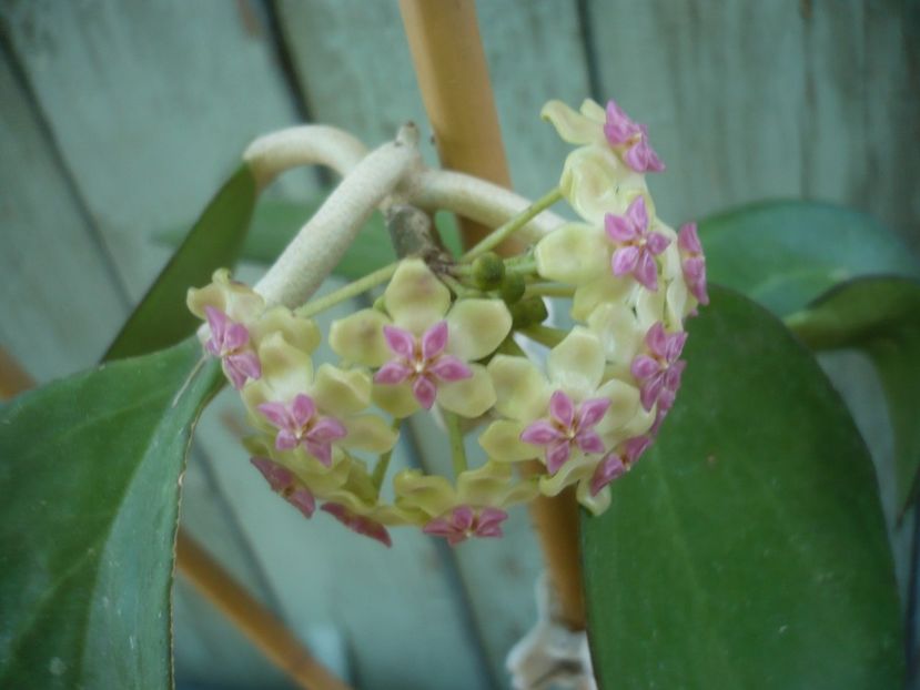 P1490599 - HOYA 2021-2