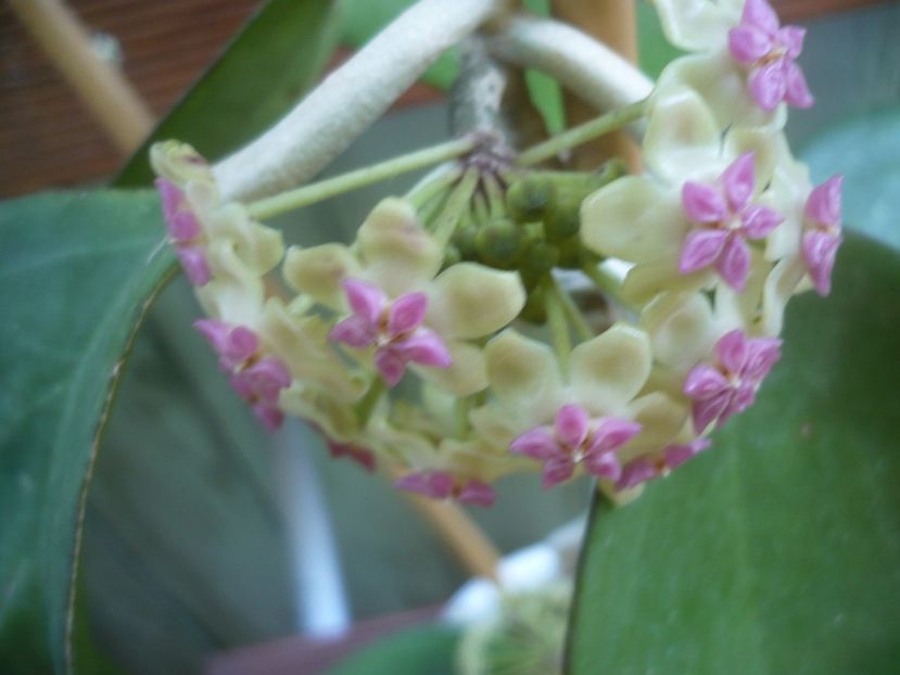 P1490600 - HOYA 2021-2