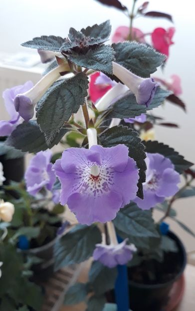  - R21 - BRID s SOMMERREGEN