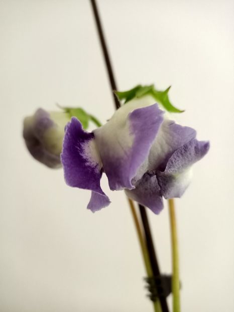 Pt dna Geta :) - Gloxinia Larissa