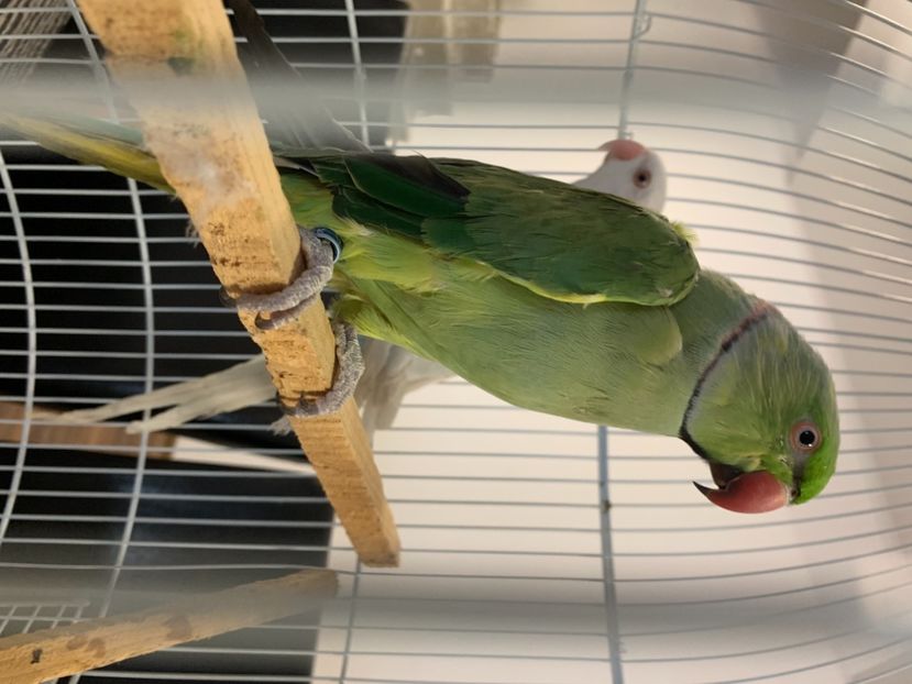 8A42B1D6-5005-406E-960E-B44C689A1CB0 - Papagali de vanzare