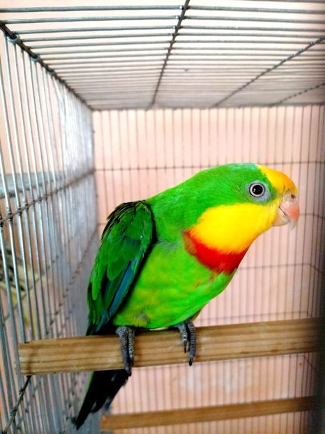 C79A2CBF-2CAD-4C82-93BF-D382FF068804 - Papagali de vanzare