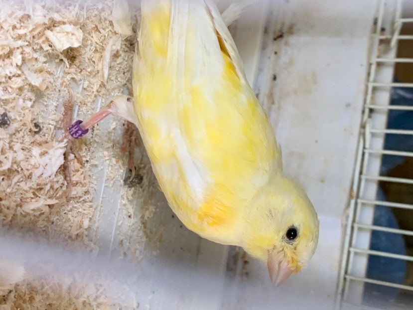 DC6909BD-D6C4-465C-8B2E-A9A293C91F6D - Papagali de vanzare