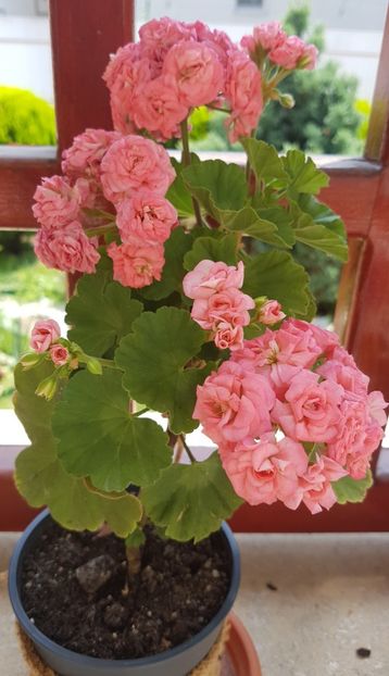  - Grainger s Antique Rose