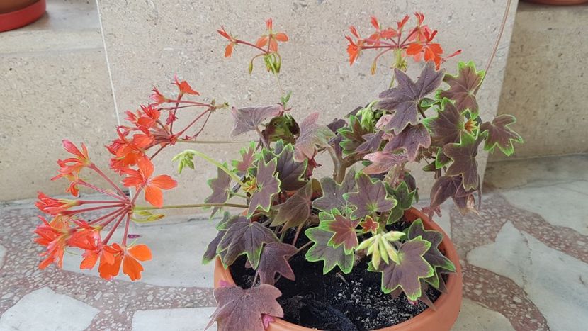  - Vancouver centennial