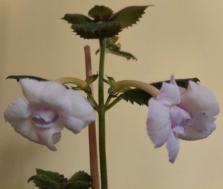  - BIANCO NATALE