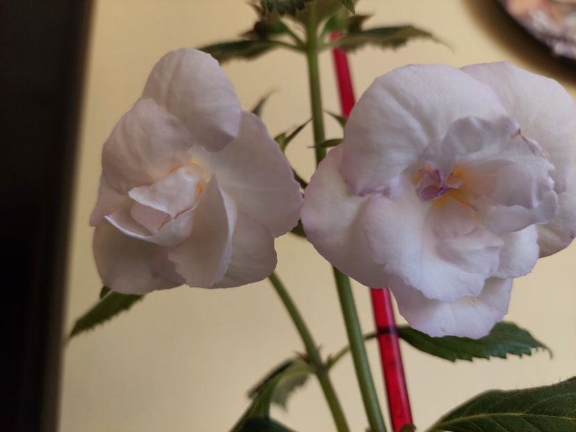 BRID'S CATALEYA - AAA RIZOMI ACHIMENES DISPONIBILI -2023