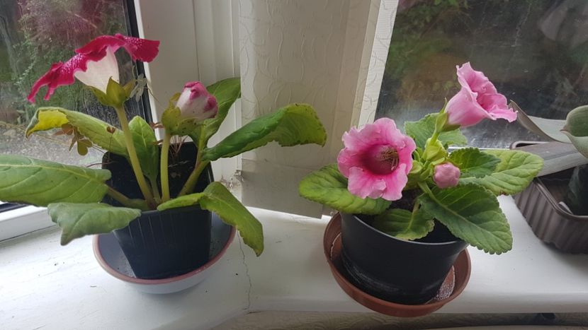 Gloxiniile mele inflorite acum - Florile mele din Anglia