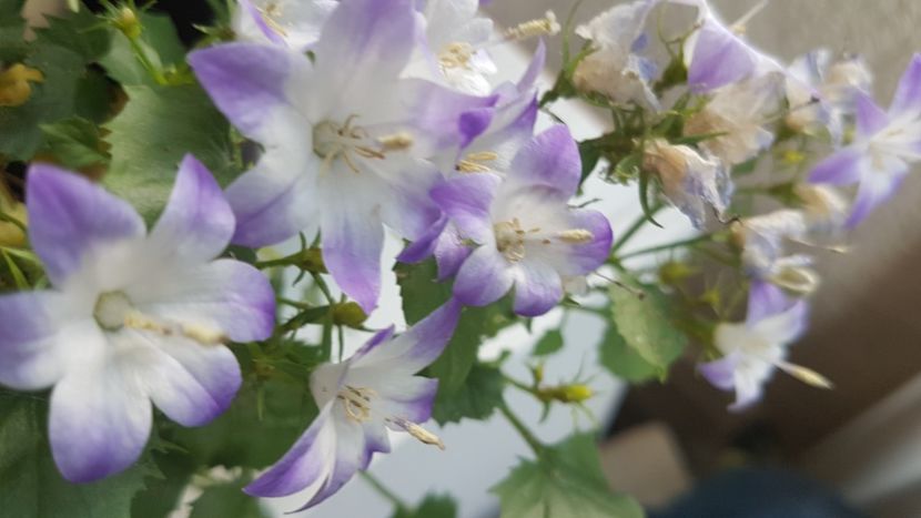 Campanula  - Florile mele din Anglia