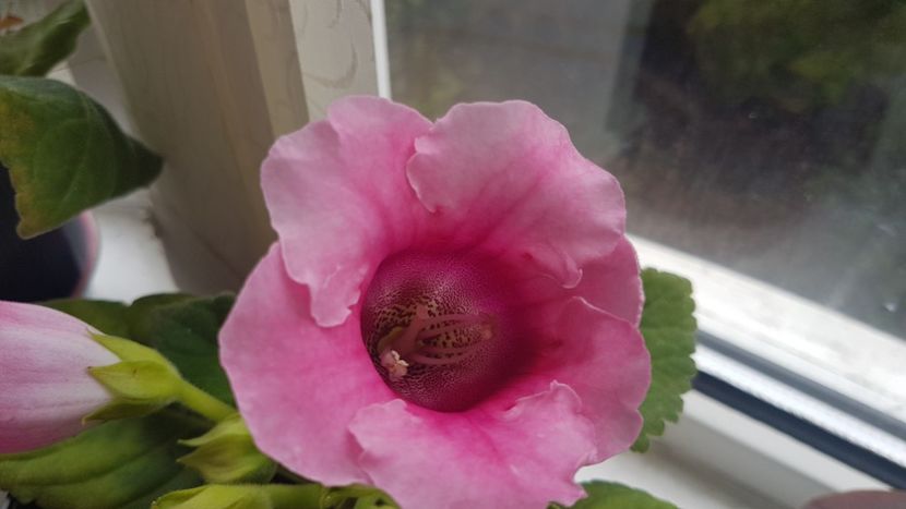 Detaliu floare - Florile mele din Anglia