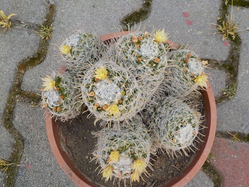  - mammillaria duwei