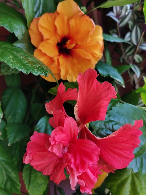  - Hibiscus 2015-2024