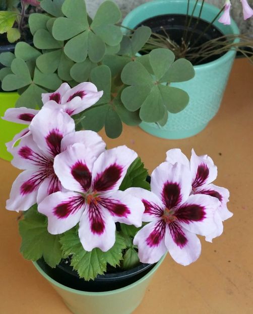 O muscata englezeasca - 2021