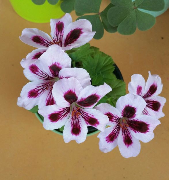 mai mica decit un creion - 2021