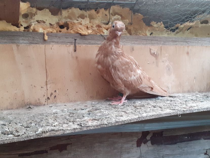  - 8-Jucatorii de Ardeal vechi