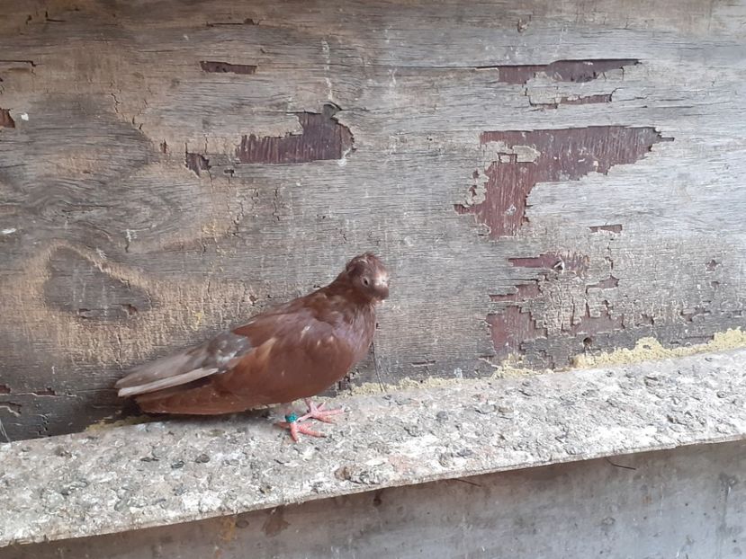  - 8-Jucatorii de Ardeal vechi