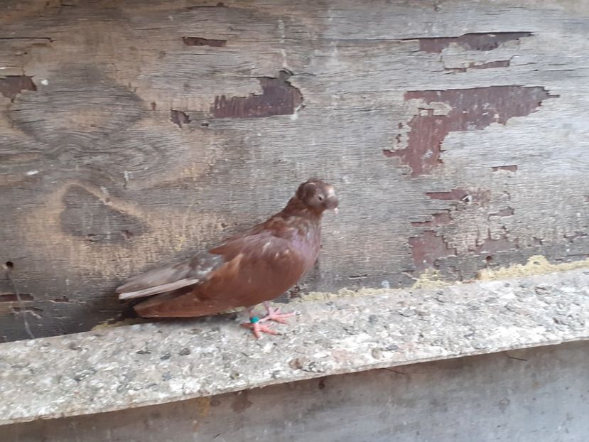  - 8-Jucatorii de Ardeal vechi