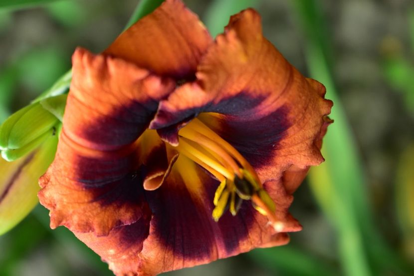  - Hemerocallis 2021