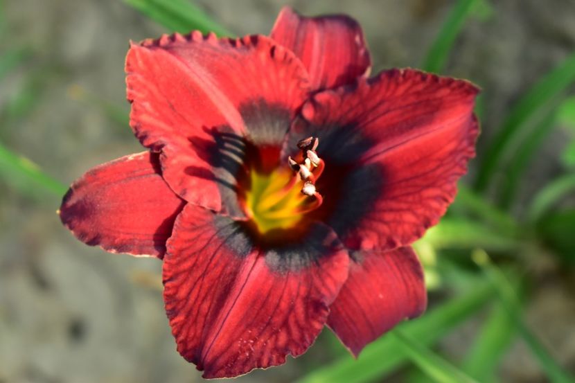  - Hemerocallis 2021