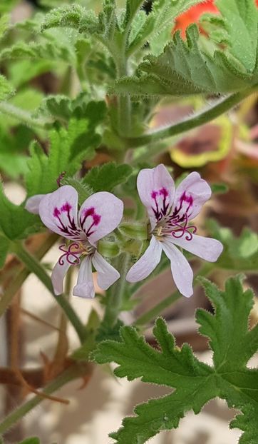 Pelargonium graveolens( indrusaim) - Muscate de colectie 2021