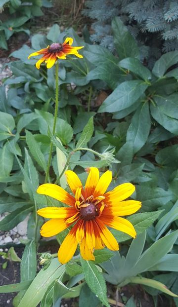 Rudbeckia - Iulie 2021