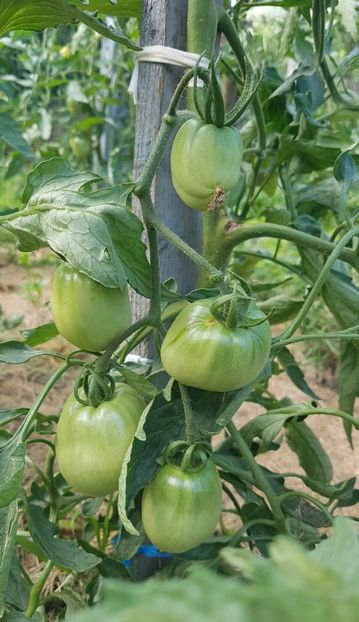  - 07 Gradinuta de legume 2021