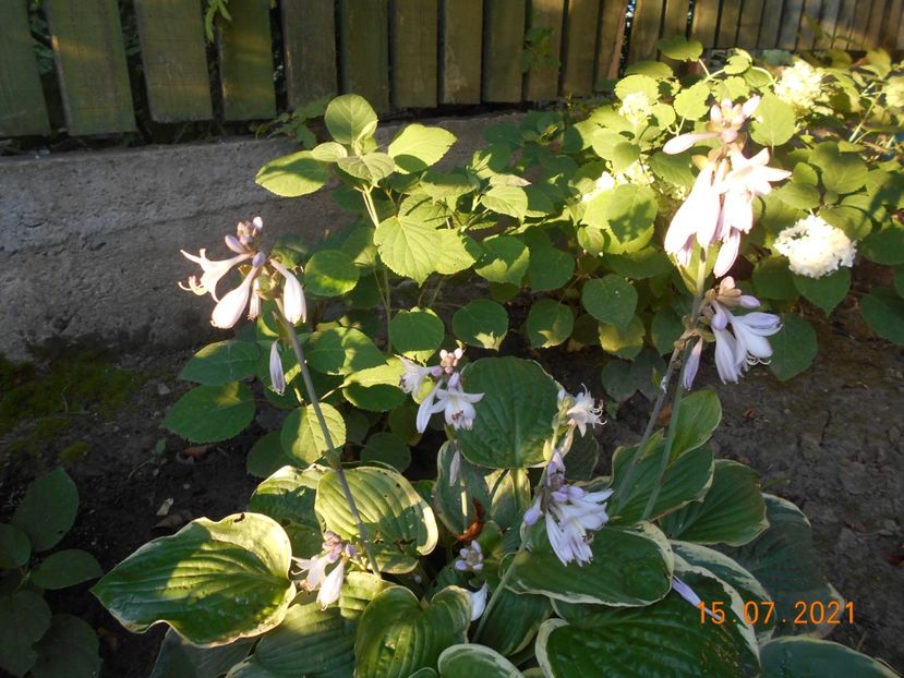  - 02 Azalee-rhododendroni-heleborusi-hortensii-hoste 2021