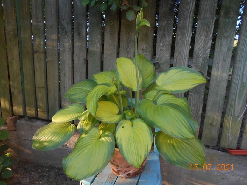  - 02 Azalee-rhododendroni-heleborusi-hortensii-hoste 2021