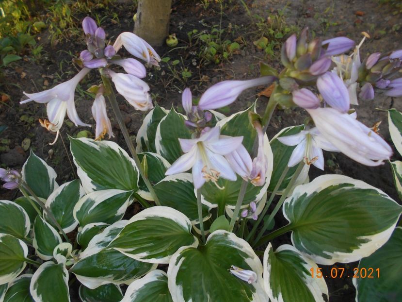  - 02 Azalee-rhododendroni-heleborusi-hortensii-hoste 2021
