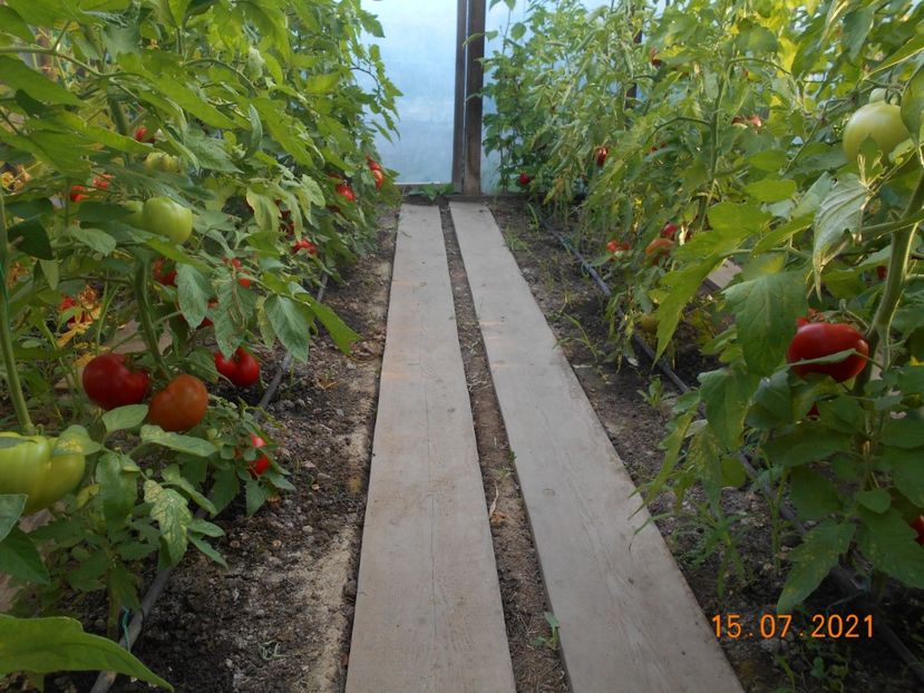  - 02 Gradina de legume 2021
