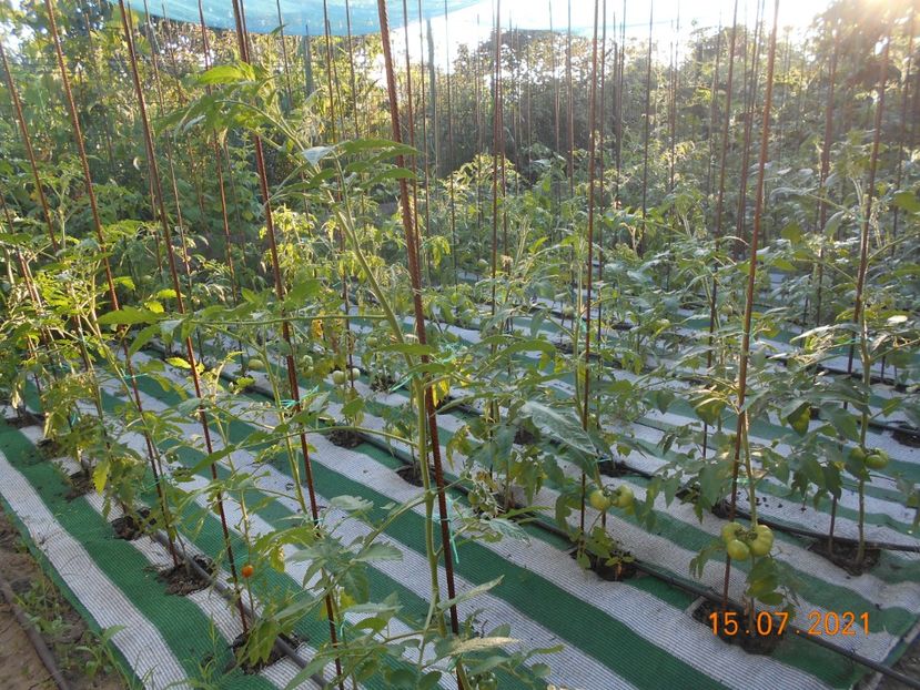  - 02 Gradina de legume 2021