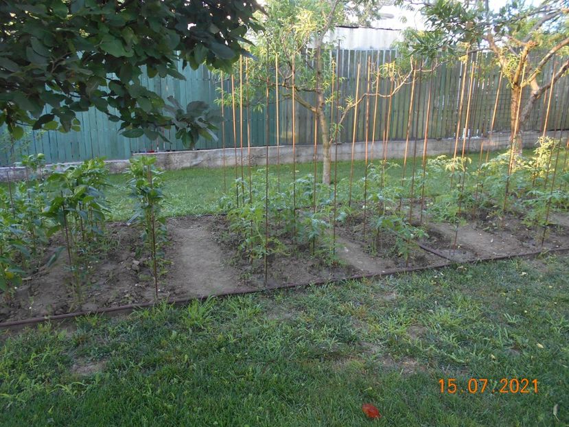  - 02 Gradina de legume 2021