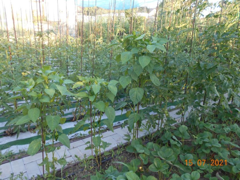  - 02 Gradina de legume 2021