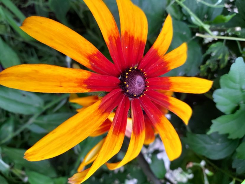  - Rudbeckia