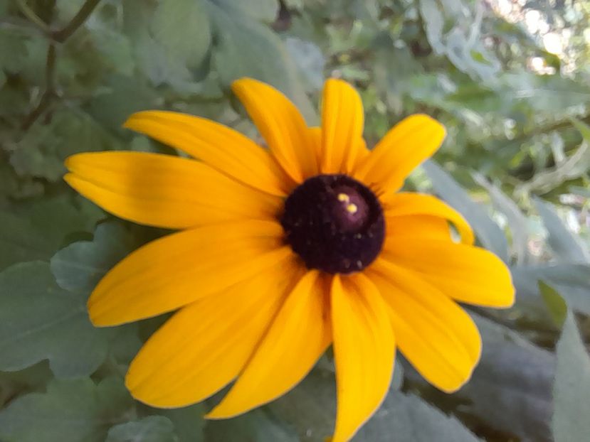  - Rudbeckia