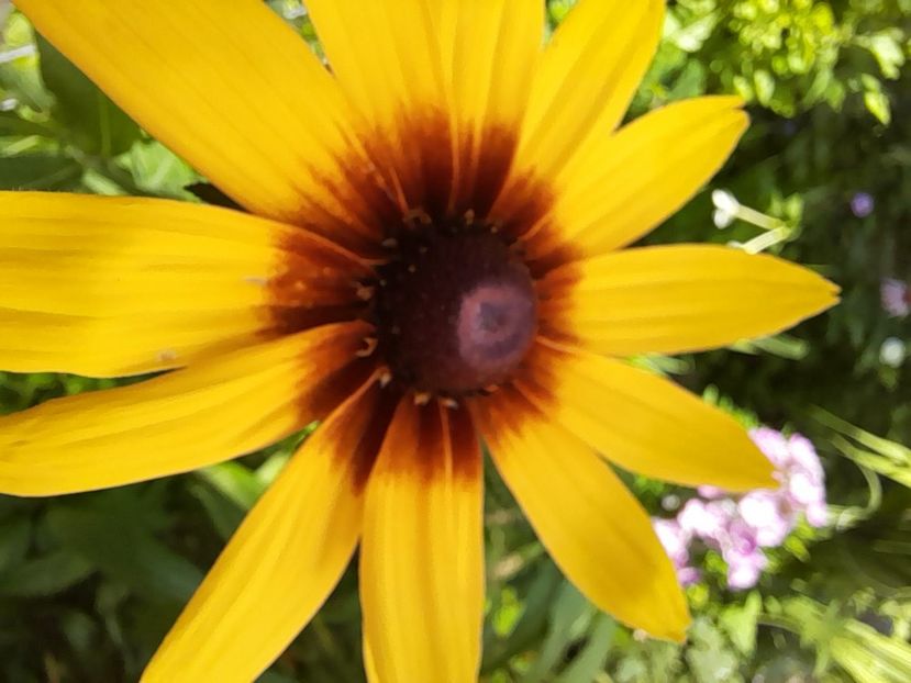  - Rudbeckia