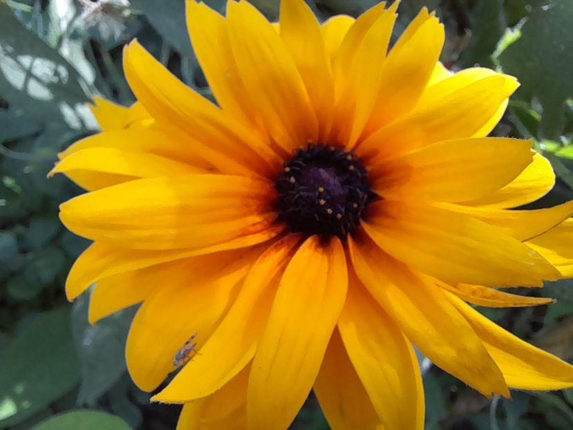  - Rudbeckia