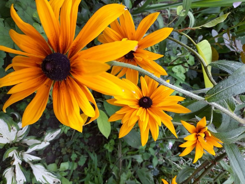  - Rudbeckia