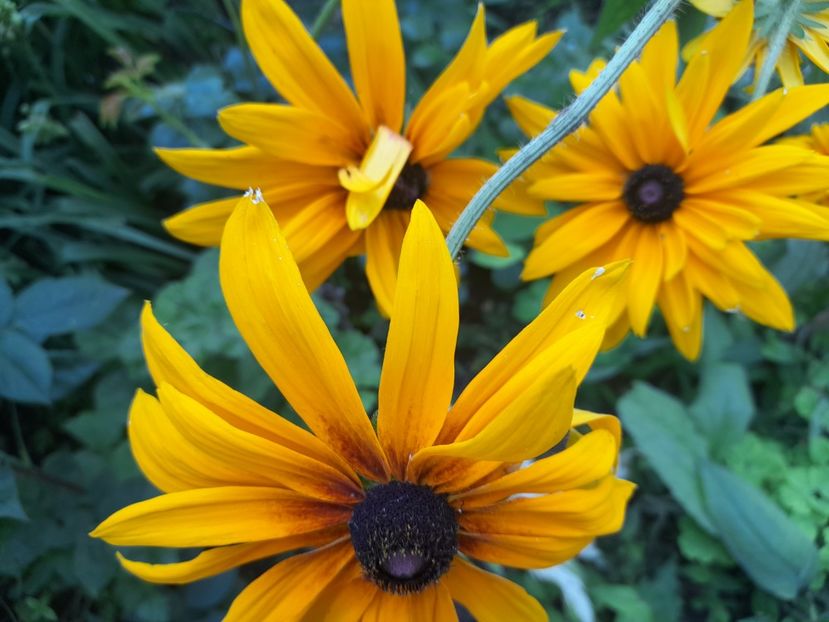  - Rudbeckia