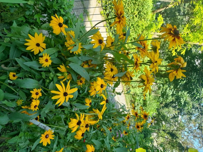  - Rudbeckia