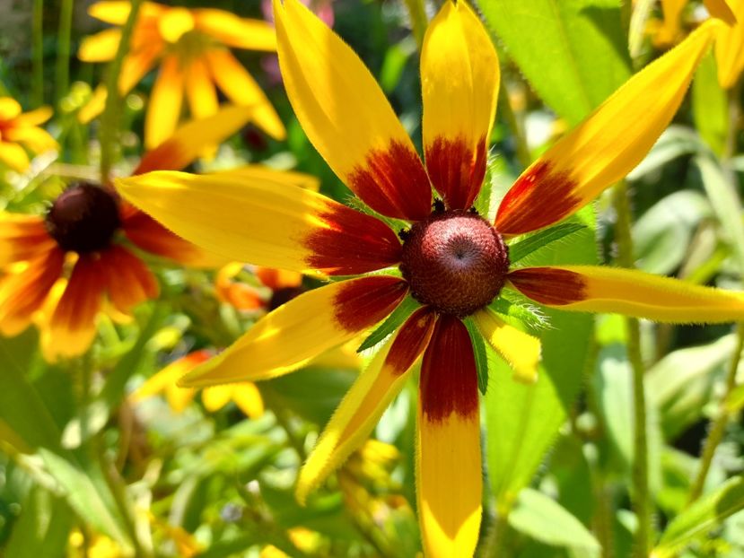  - Rudbeckia