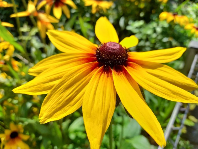  - Rudbeckia