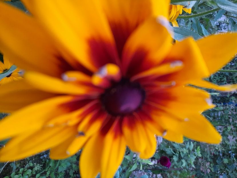  - Rudbeckia