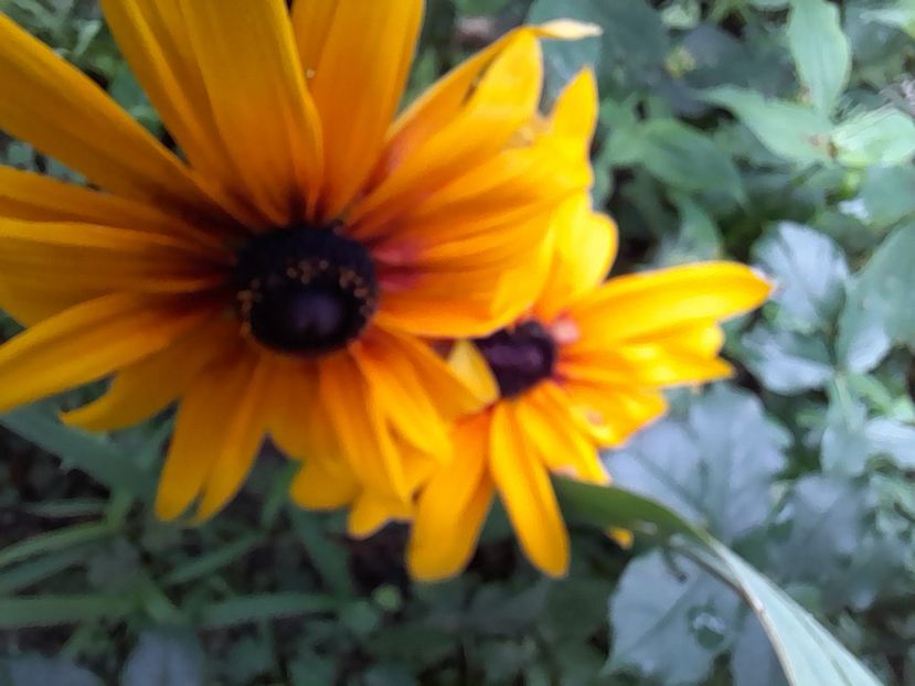  - Rudbeckia