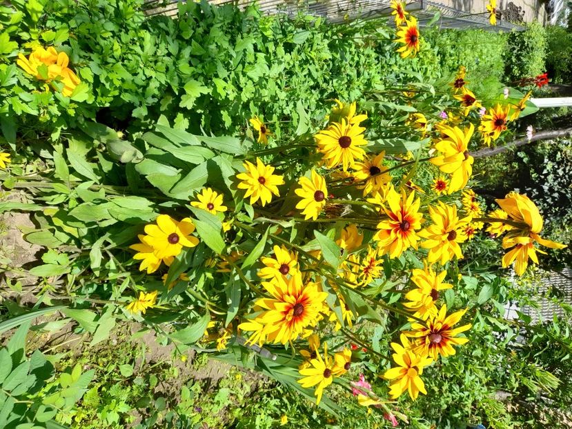  - Rudbeckia