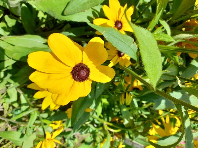  - Rudbeckia